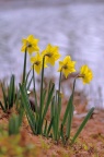 黄水仙 / 洋水仙 Narcissus pseudonarcissus