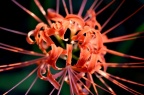 红花石蒜 Lycoris radiata