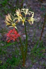 疑似 石蒜 / 红花石蒜 Lycoris radiata 的颜色变异