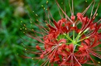 石蒜 / 红花石蒜 Lycoris radiata