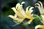 短蕊石蒜 Lycoris caldwellii