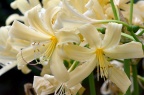 疑似 乳白石蒜 Lycoris × albiflora