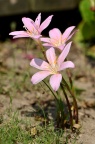 韭莲 / 韭兰 Zephyranthes carinata