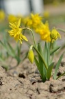 大概是 重瓣的 黄水仙 / 洋水仙 Narcissus pseudonarcissus