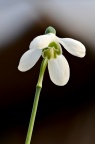 疑似 雪滴花 Galanthus nivalis 品种，求鉴定