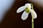 疑似 雪滴花 Galanthus nivalis 品种，求鉴定