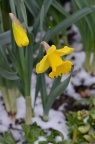 黄水仙 / 洋水仙 Narcissus pseudonarcissus