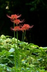 石蒜 / 红花石蒜 Lycoris radiata