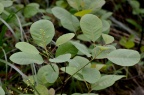 毛黄栌 Cotinus coggygria var. pubescens