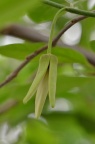 番荔枝 Annona squamosa
