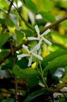 络石 Trachelospermum jasminoides