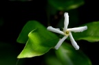 络石 Trachelospermum jasminoides