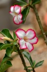 沙漠玫瑰 Adenium obesum 品种
