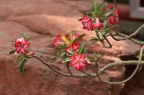 沙漠玫瑰 Adenium obesum 品种