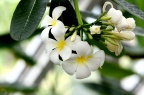 钝叶鸡蛋花 Plumeria obtusa