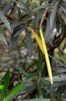 夹竹桃 Nerium oleander