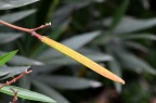 夹竹桃 Nerium oleander