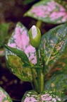 粗肋草属 Aglaonema sp.