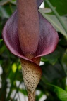 天南星科 Araceae
