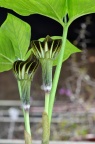 全缘灯台莲 / 灯台莲 Arisaema sikokianum var. serratum