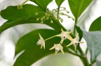 蜂出巢 / 流星球兰 Hoya multiflora