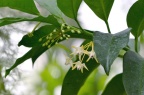 蜂出巢 / 流星球兰 Hoya multiflora
