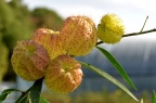 钉头果 Gomphocarpus fruticosus