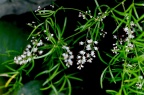 天门冬 Asparagus cochinchinensis