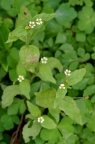 牛膝菊 Galinsoga parviflora