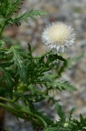 珀菊属 Amberboa sp.