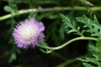 珀菊属 Amberboa sp.