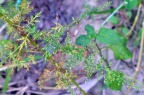 可能是 黄花蒿 Artemisia annua，待定