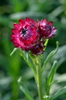 蜡菊 / 麦杆菊 / 麦秆菊 Helichrysum bracteatum