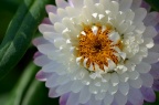蜡菊 / 麦杆菊 / 麦秆菊 Helichrysum bracteatum