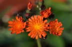 橙黄山柳菊 Hieracium aurantiacum