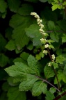 白苞蒿 Artemisia lactiflora