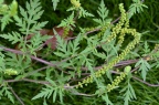 豚草 Ambrosia artemisiifolia