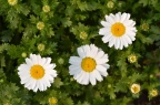 白晶菊 Mauranthemum paludosum