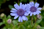 蓝雏菊 Felicia heterophylla