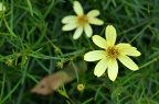 轮叶金鸡菊 品种 Coreopsis verticillata sp.