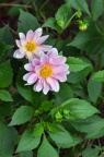 大丽花品种 Dahlia pinnata （待定）