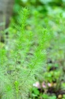 茵陈蒿 Artemisia capillaris
