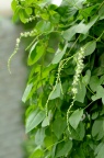 落葵薯 / 藤三七 Anredera cordifolia