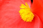 四季海棠 Begonia semperflorens