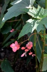 竹节秋海棠 Begonia maculata