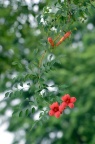 杂种凌霄 Campsis × tagliabuana 品种