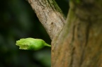 葫芦树 Crescentia cujete