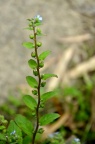 盾果草 Thyrocarpus sampsonii