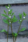 柔弱斑种草 Bothriospermum zeylanicum
