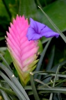 紫花凤梨 Tillandsia cyanea